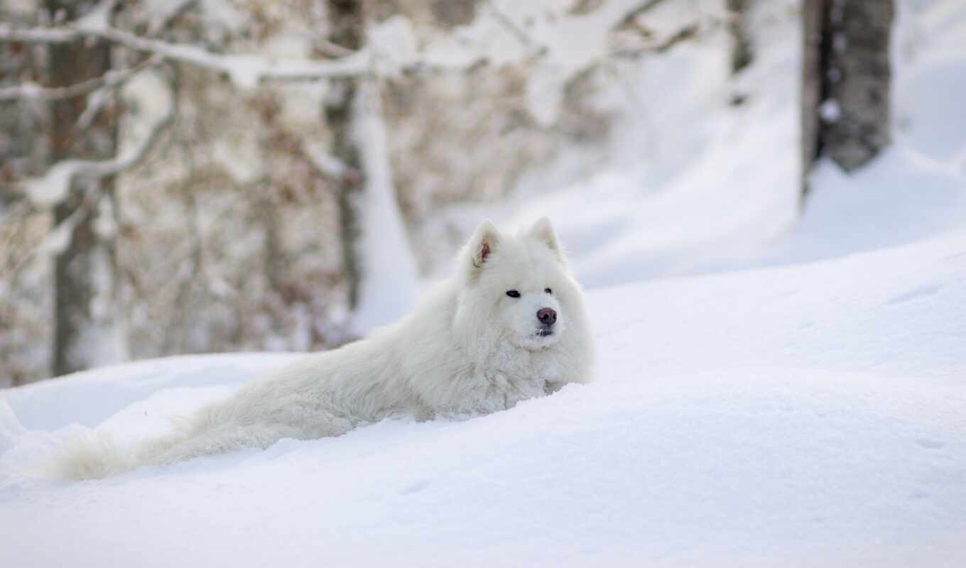 white, snow, name, puppy, husky, beautiful, sammy, name, German, samoedskii, malchikovy i