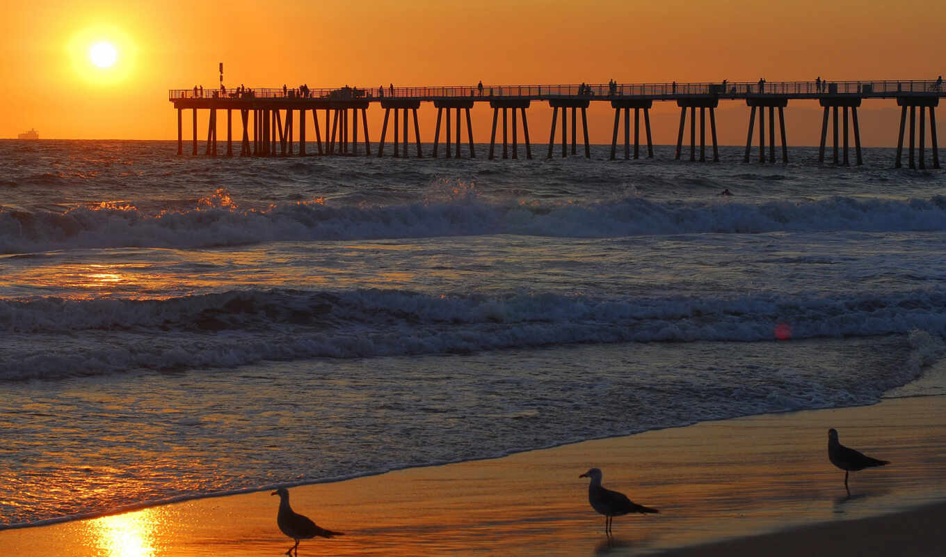 закат, пляж, pier, птица, north, carolina, travel