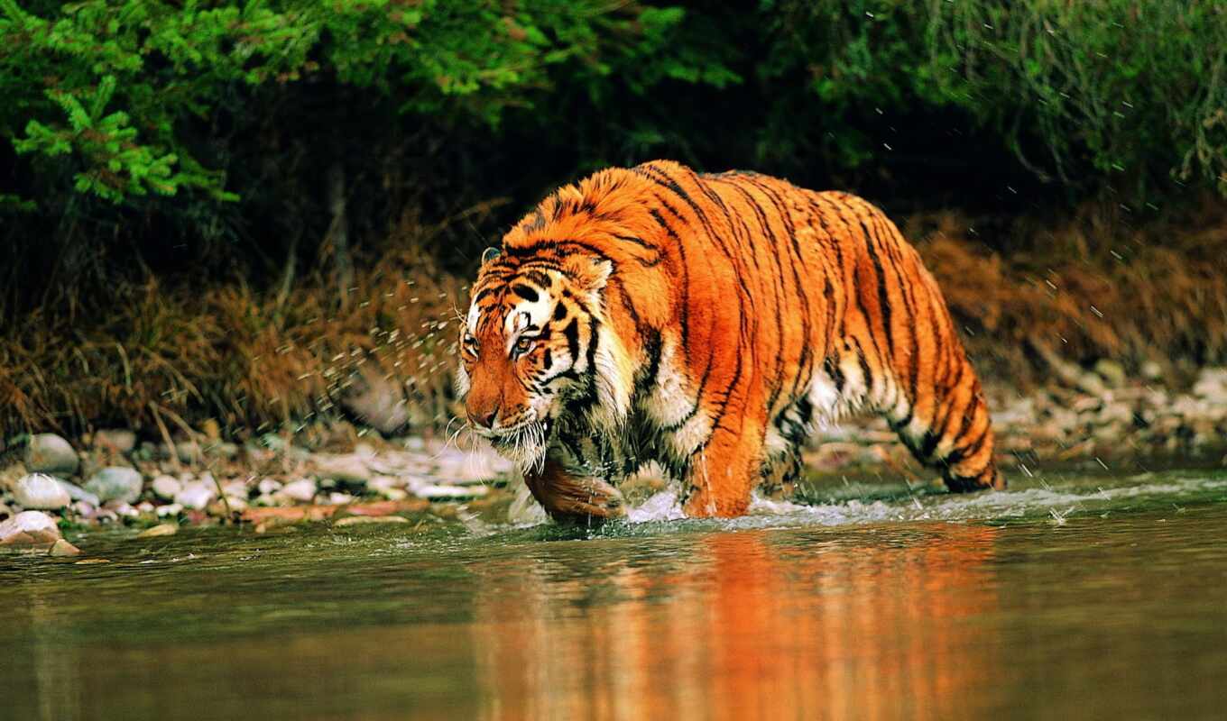 desktop, picture, hinh, dunes, water, the world, tigers, animals, amur, sumra, tiger, animal, tiger, wet, hunting, tigers, bengali, tigers, chinese, south, 9, there are, malay, forgery