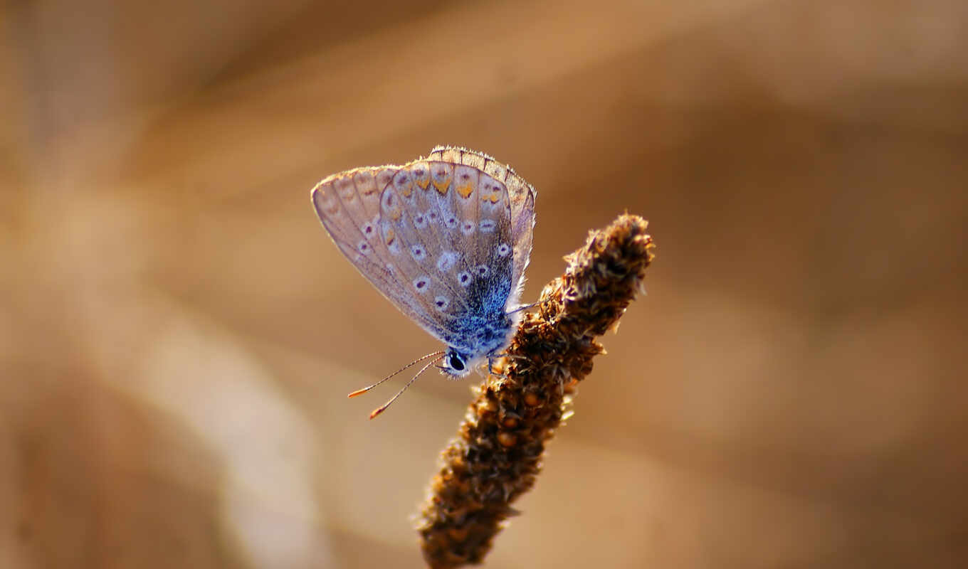 blue, бабочка, адонис