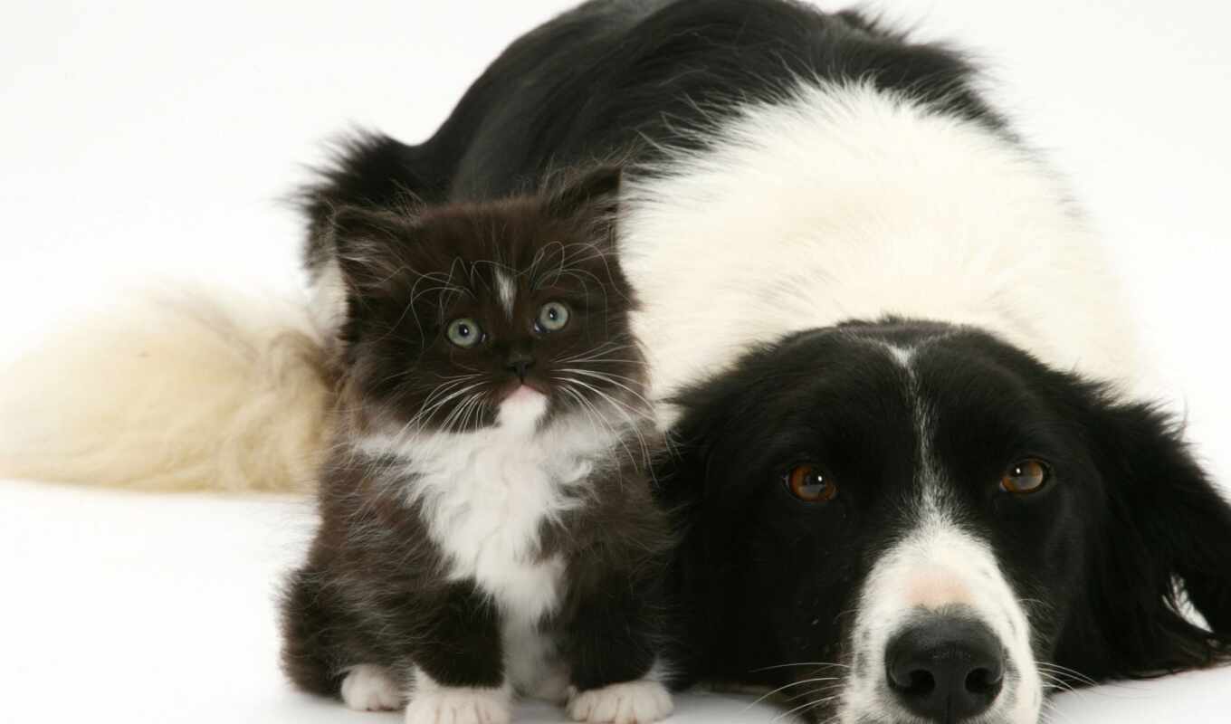 black, white, cat, dog, puppy, kitty, animal, border, collie