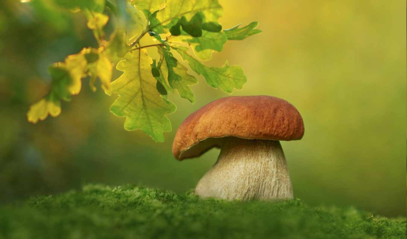 mushroom, mobile, фон, landscape, природа, tabiat
