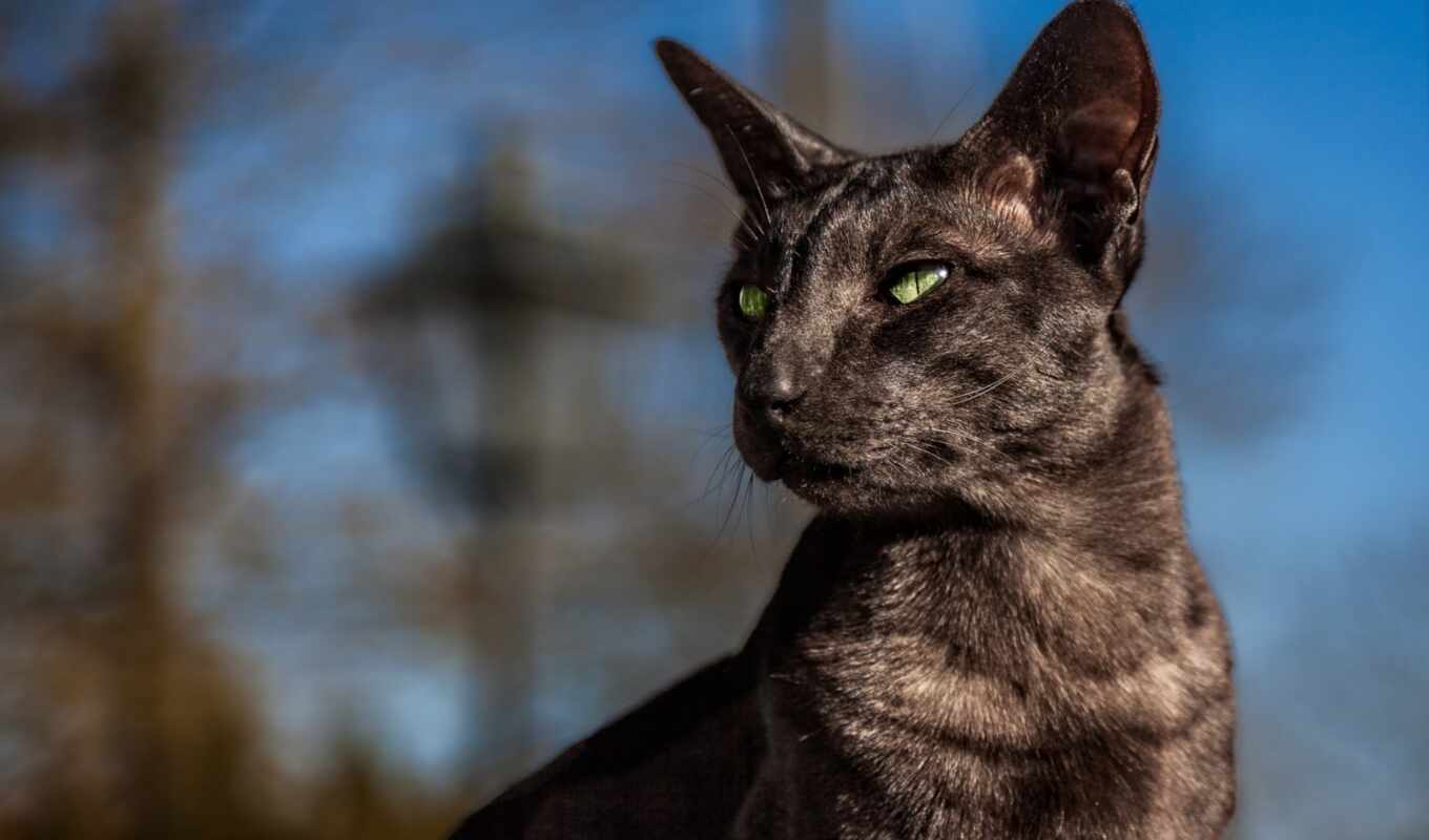 background, black, gray, cat, wild, oriental, blurring