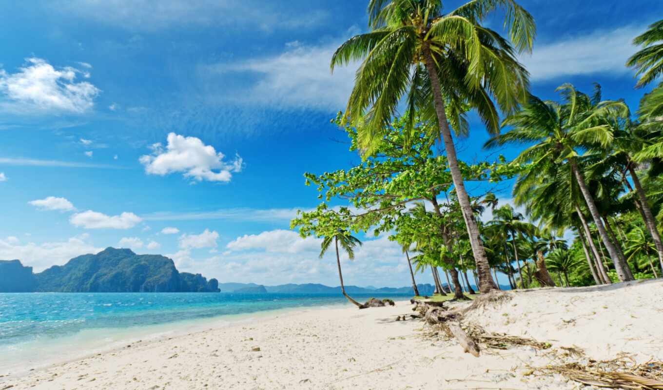 пляж, море, palm