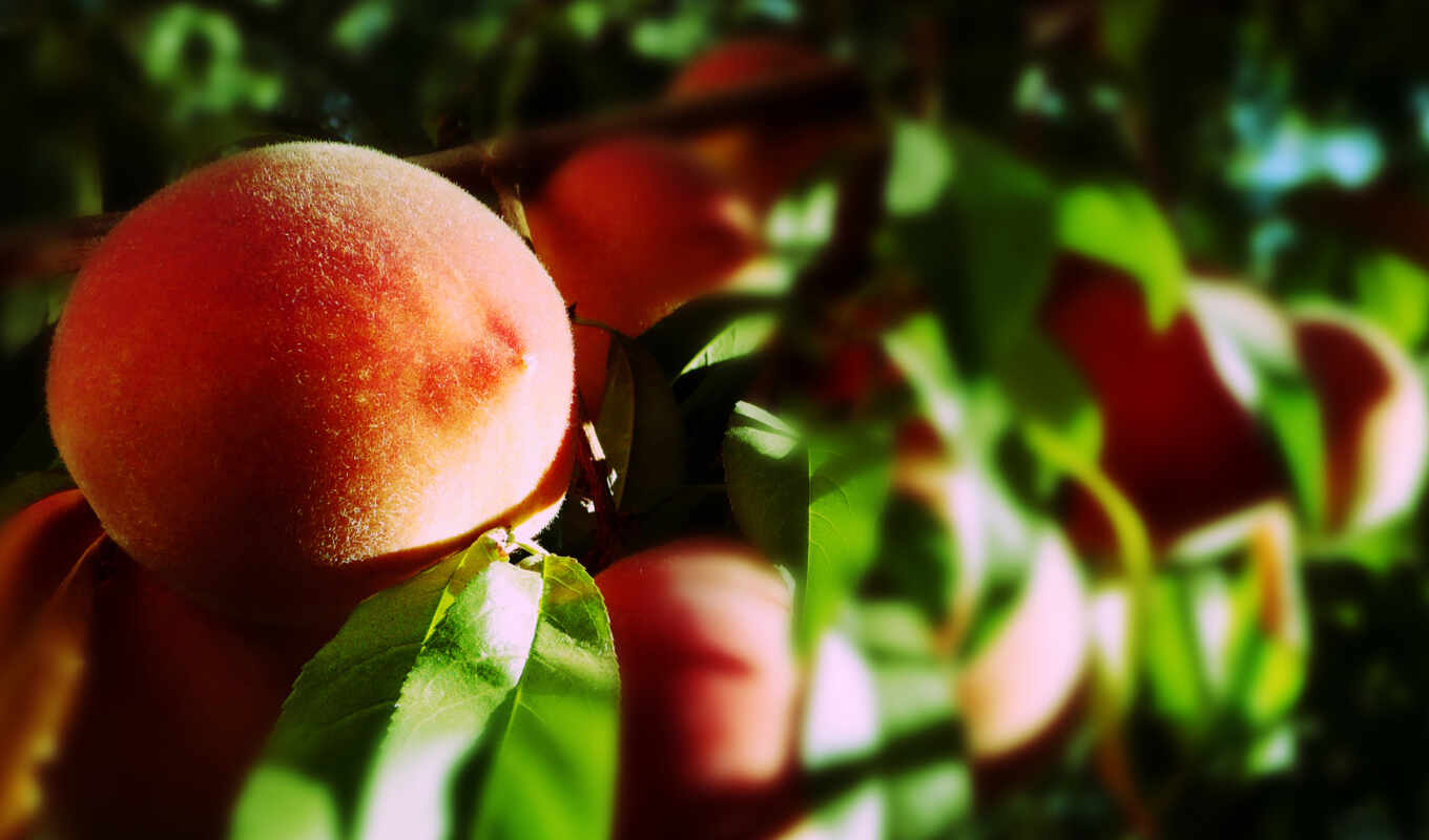 nature, meal, sun, peach, fetus, short