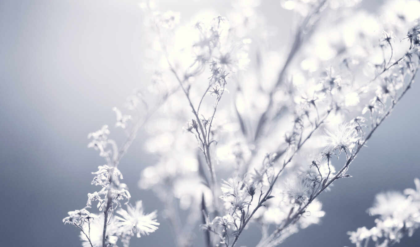 природа, небо, белый, цветок, зима, ветка, мороз, дневное время, прут