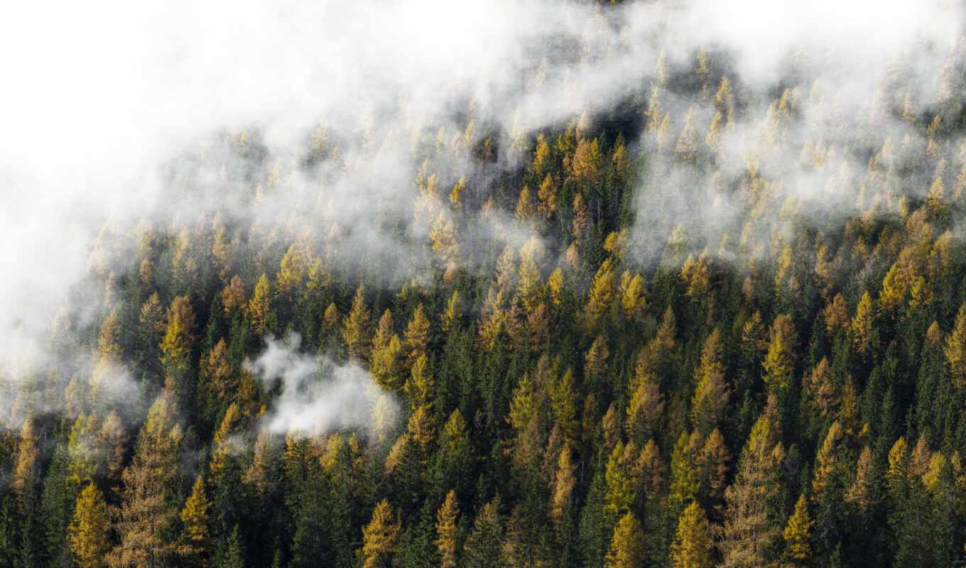 природа, дерево, зелёный, гора, landscape, облако, туман, foggy, domain, fore