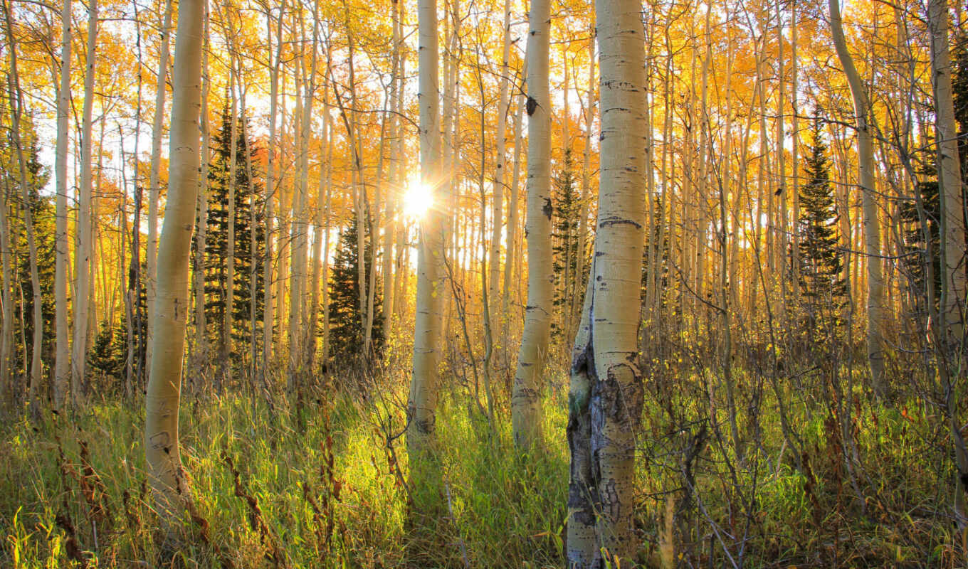forest, landscape, by, autumn, beautiful, natural, aspen, its, grove, raza