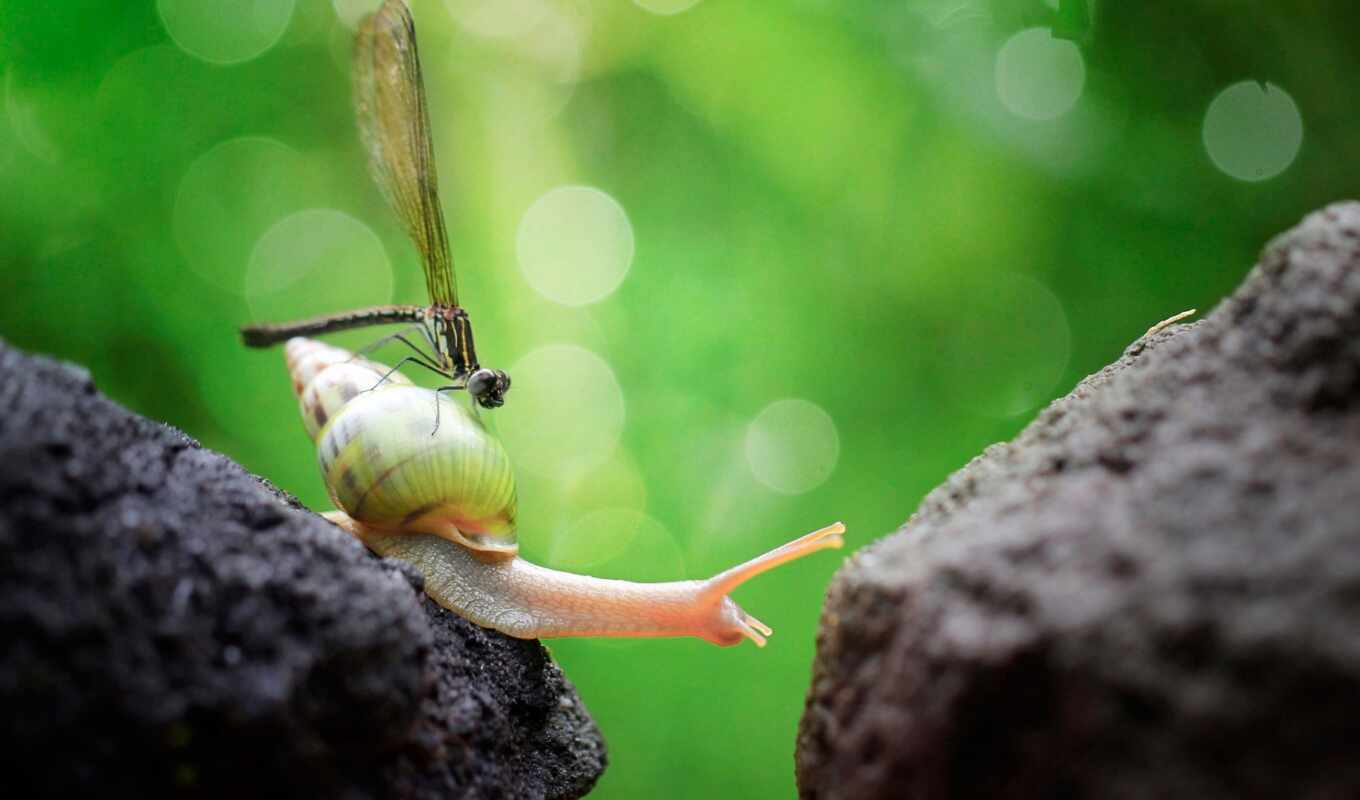background, screen, dragonfly, insect, fund, snail, id, caracol