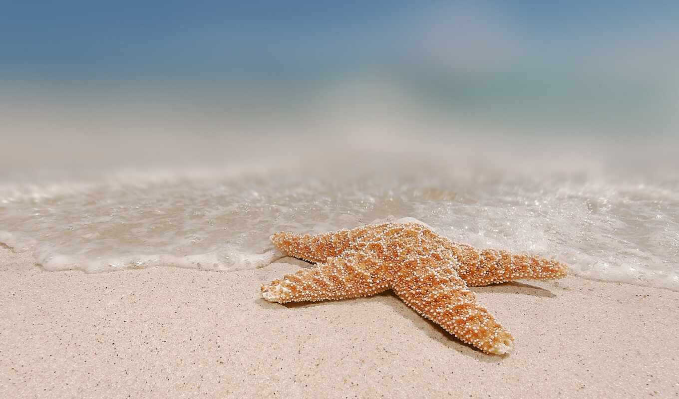sand, marine, star, starfish