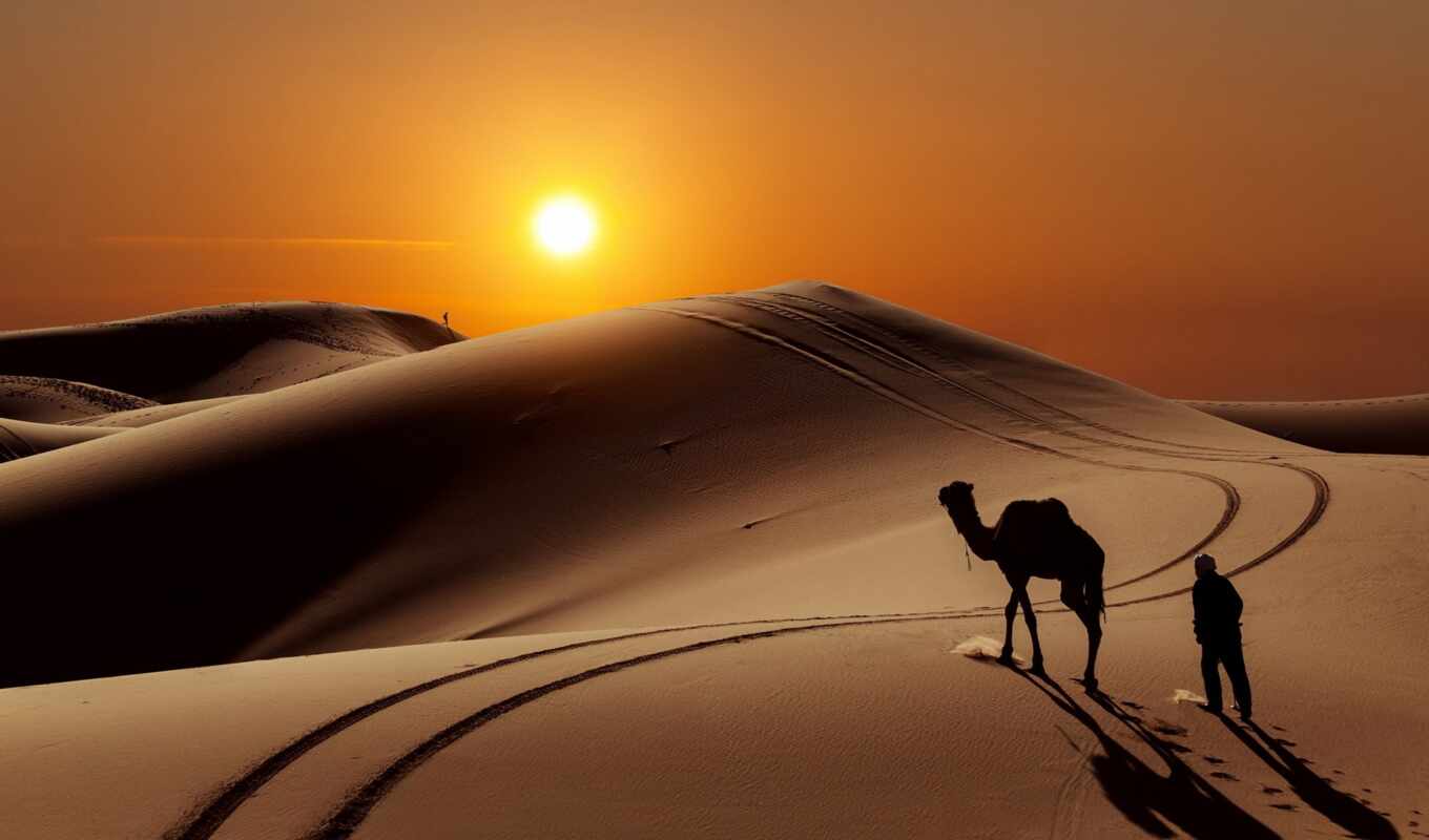desert, camel