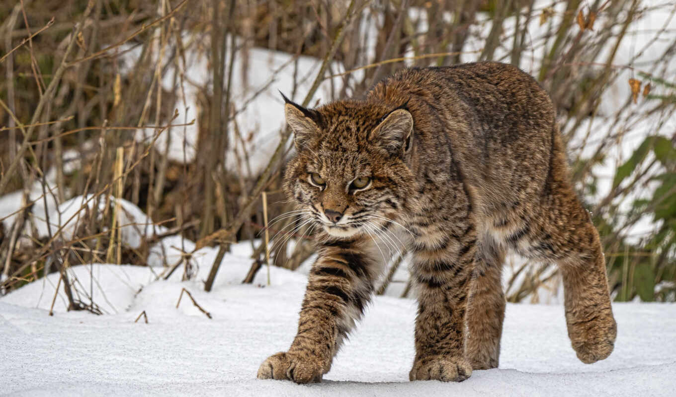 snow, wild, screen, lynx, cat