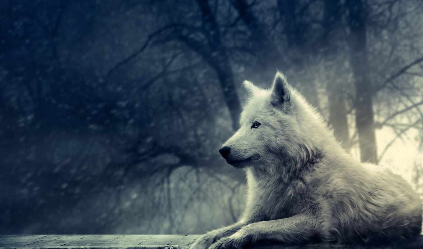 wolf, loup