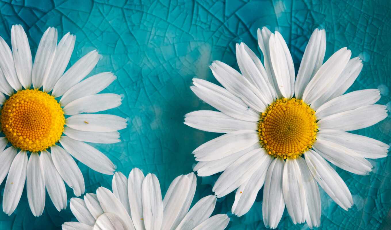meal, fone, white, picture, white, daisies, cvety, blue, petals
