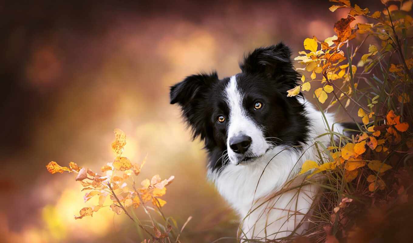 собака, portrait, осень, морда