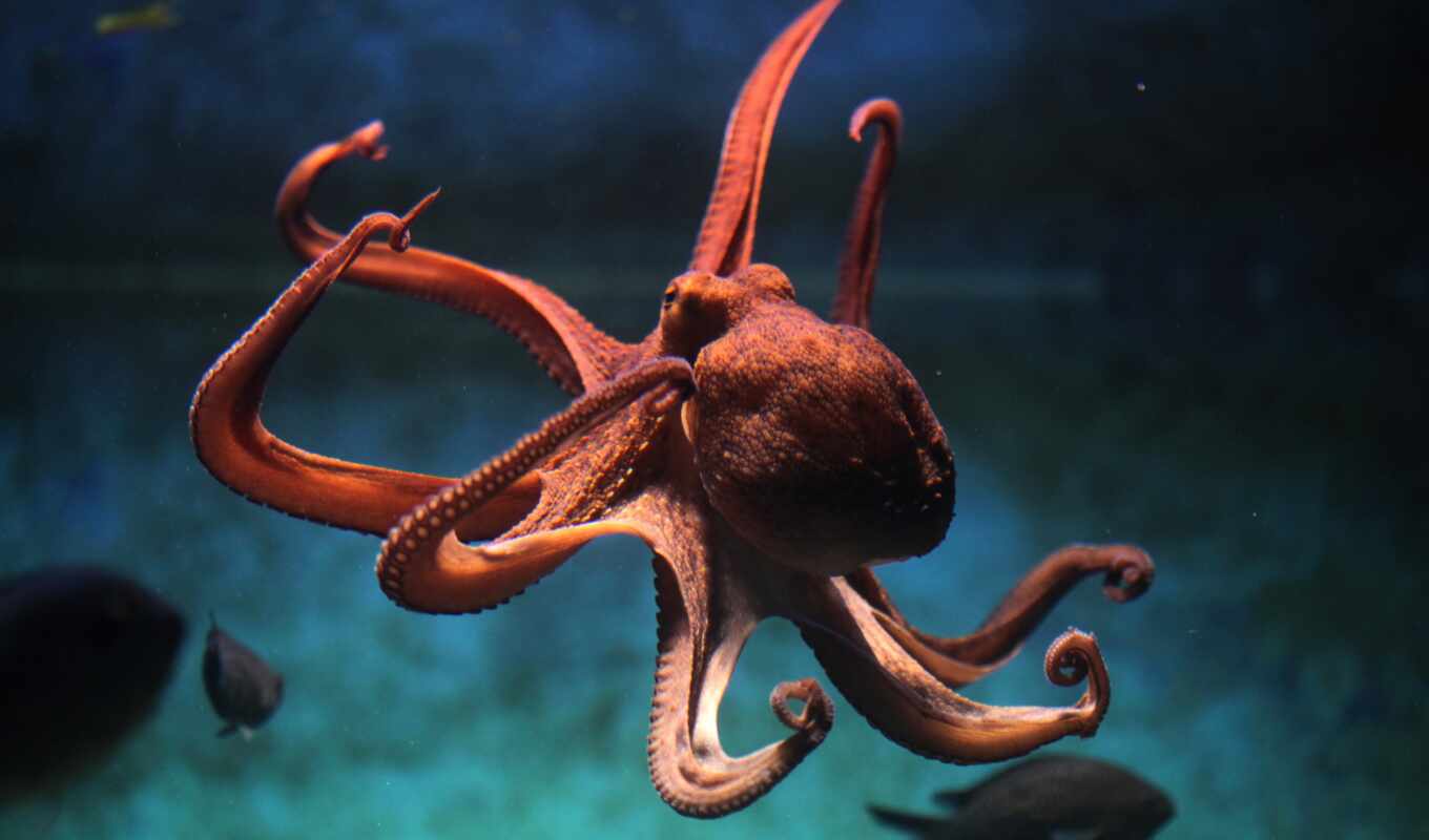 octopus, books, https, Io, become, scientists, octopus, known, meduza