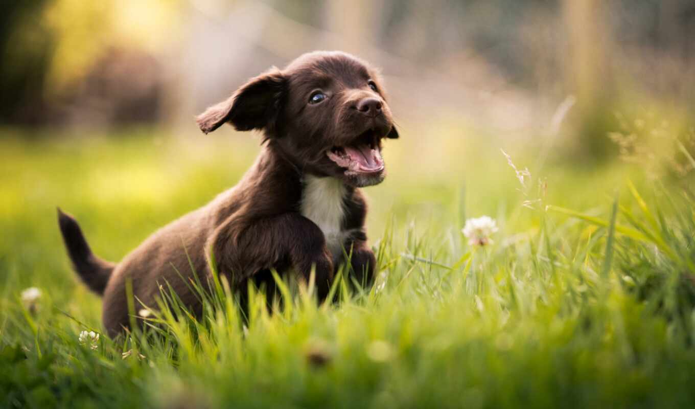 природа, трава, cute, собака, little, щенок, animal, спание, cheerful
