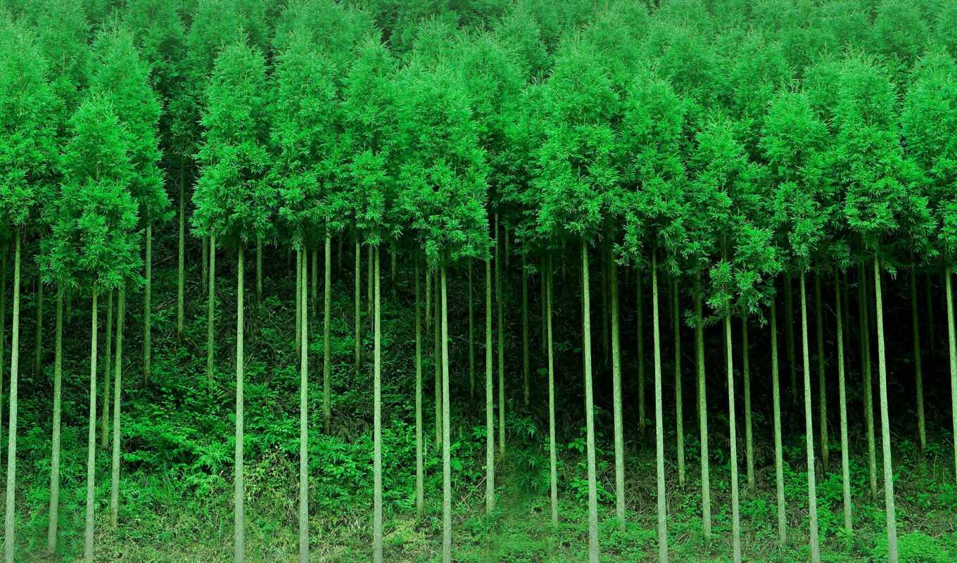 tree, plant, kyoto, cedar, fore