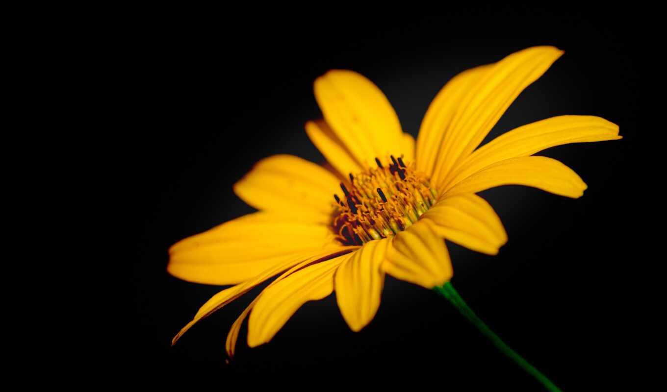black, flowers, flor, free, yellow, image, artichoke, topinambur