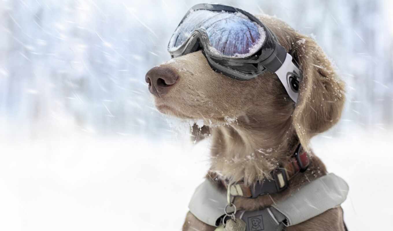 glass, snow, winter, dog, glasses
