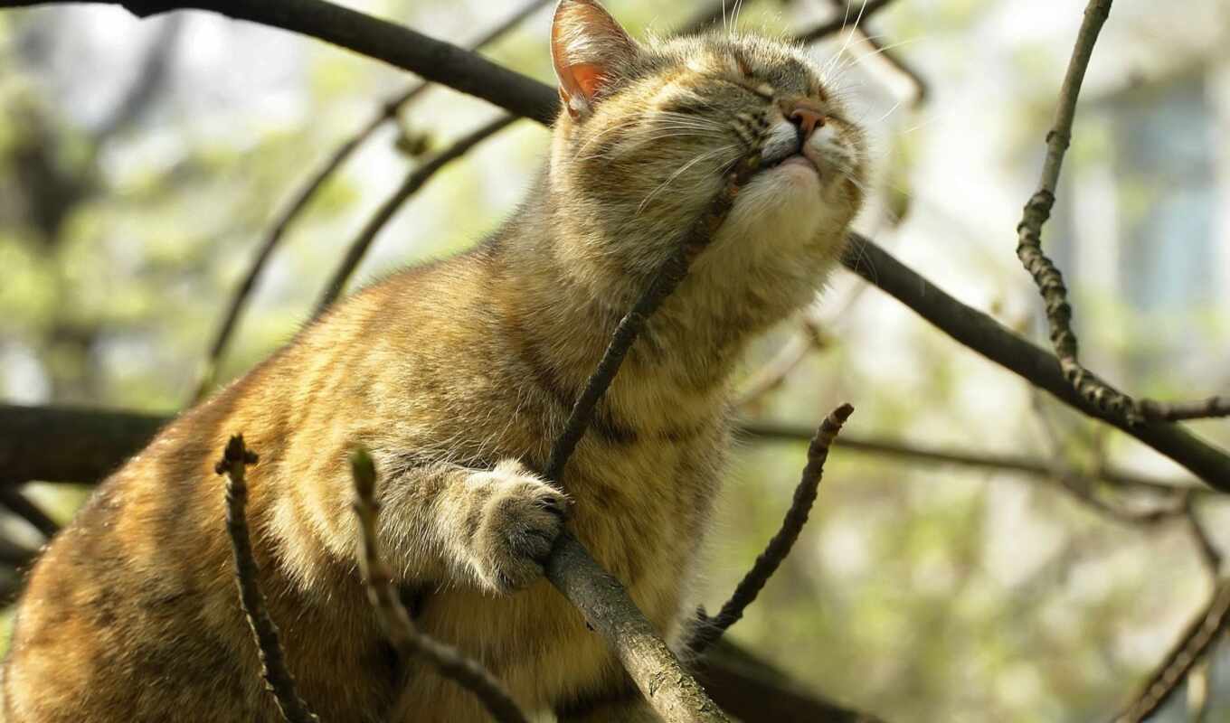 cat, cute, muzzle, branch, animal