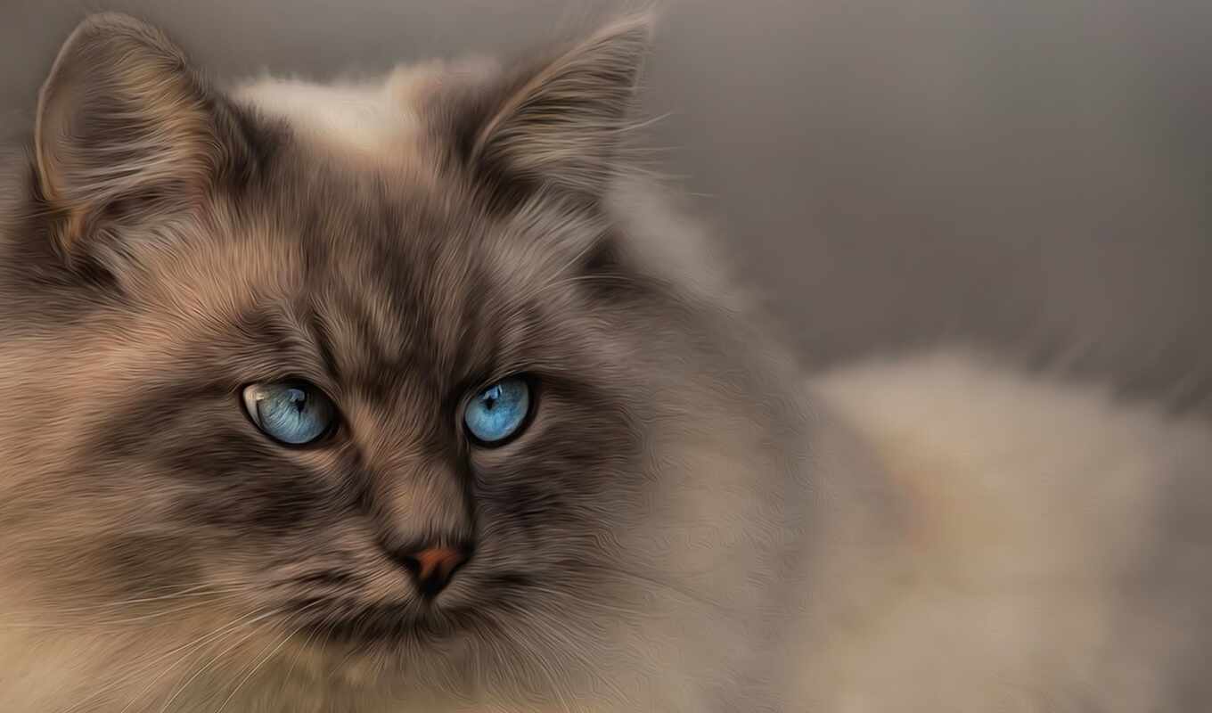 blue, eye, cat