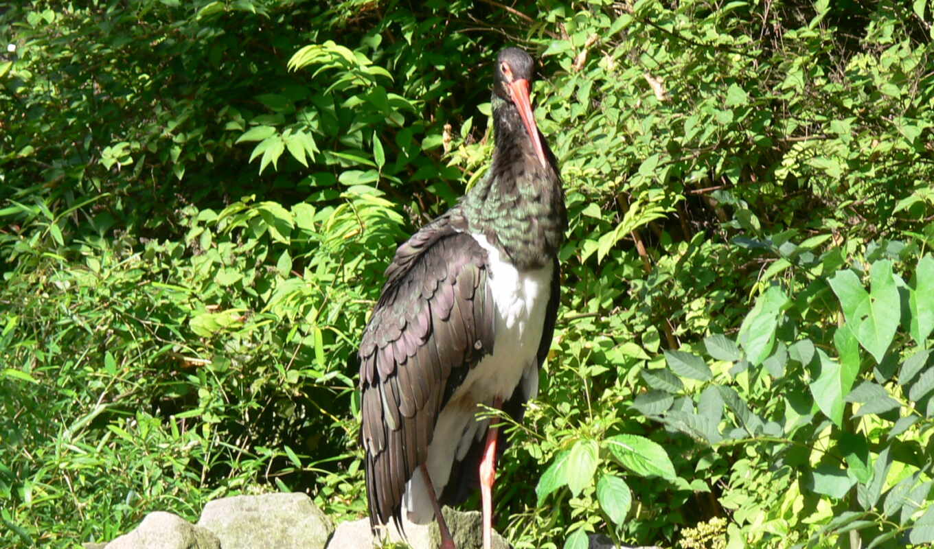 black, stork, nigra gate, ciconia, schwarzstorch