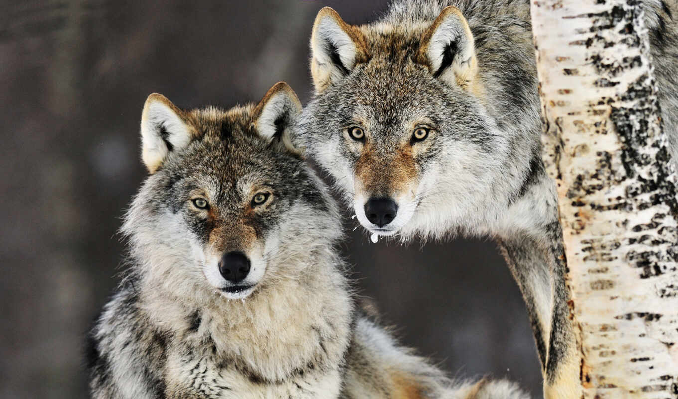 beautiful, forest, animals, wolf, wolves, wild, wolves, predators, dreempics