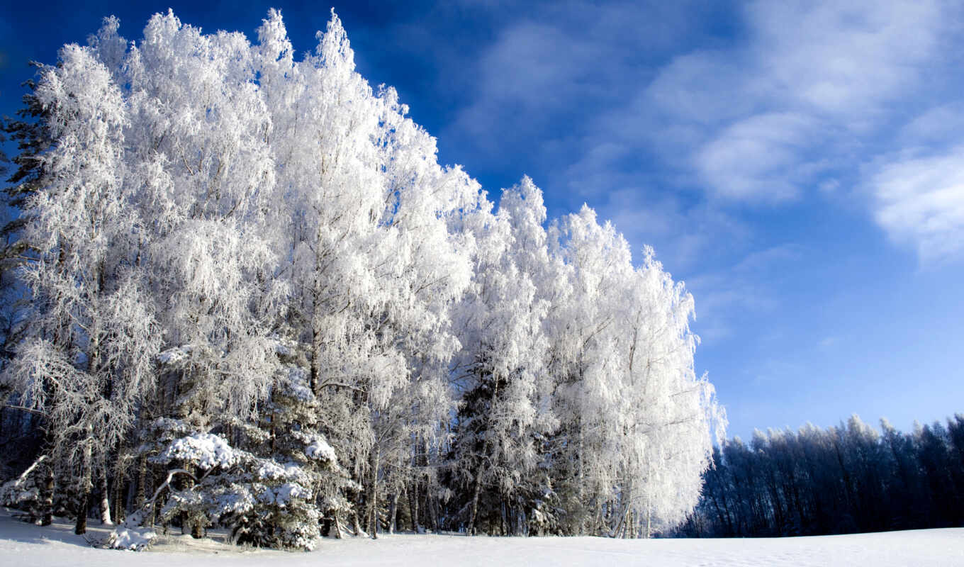 природа, video, дерево, красивые, winter, года, красивая, природы, иний, береза, зимой