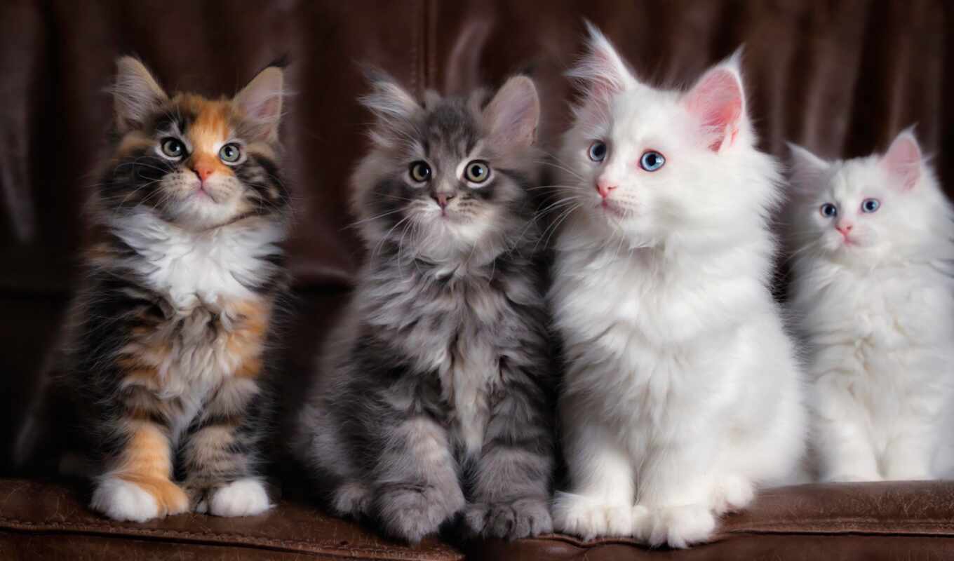 cats, cats, cat, fluffy, pair