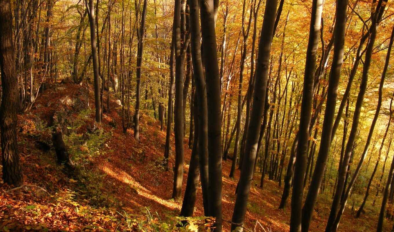 лес, trees, осень, молодой, 