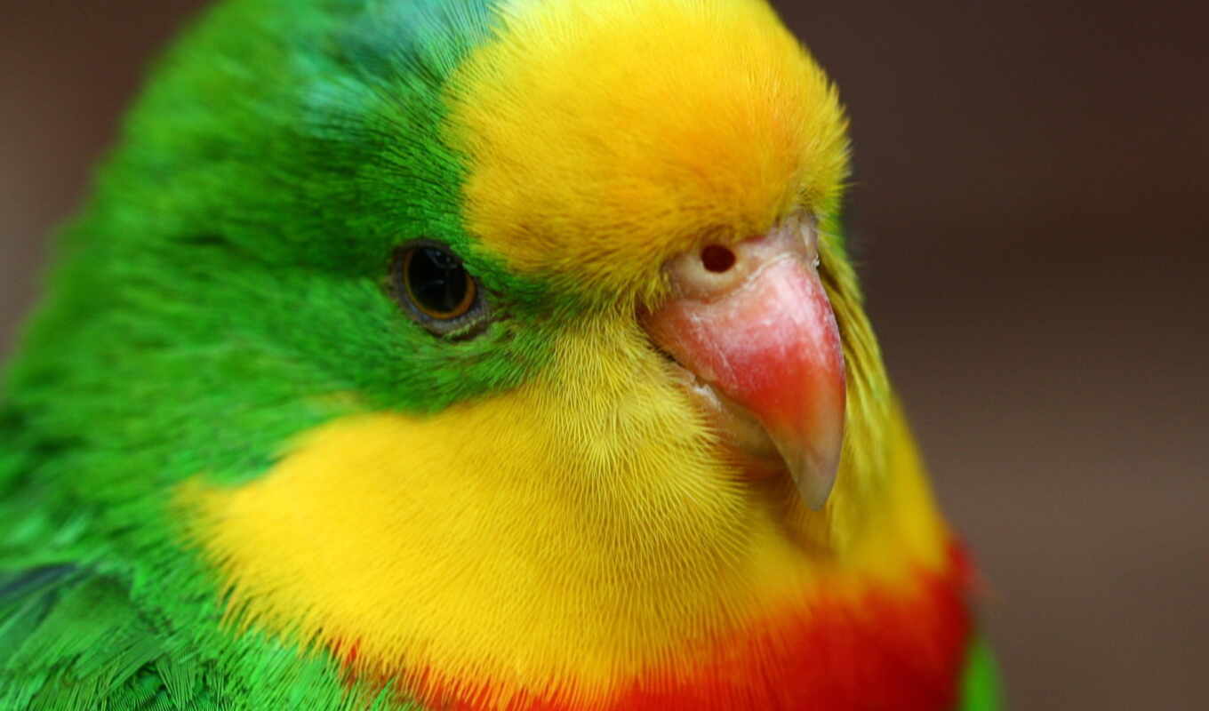 love, птица, попугаи, попугай, yellow, клюв, перья, wavy, желто, попугайчик