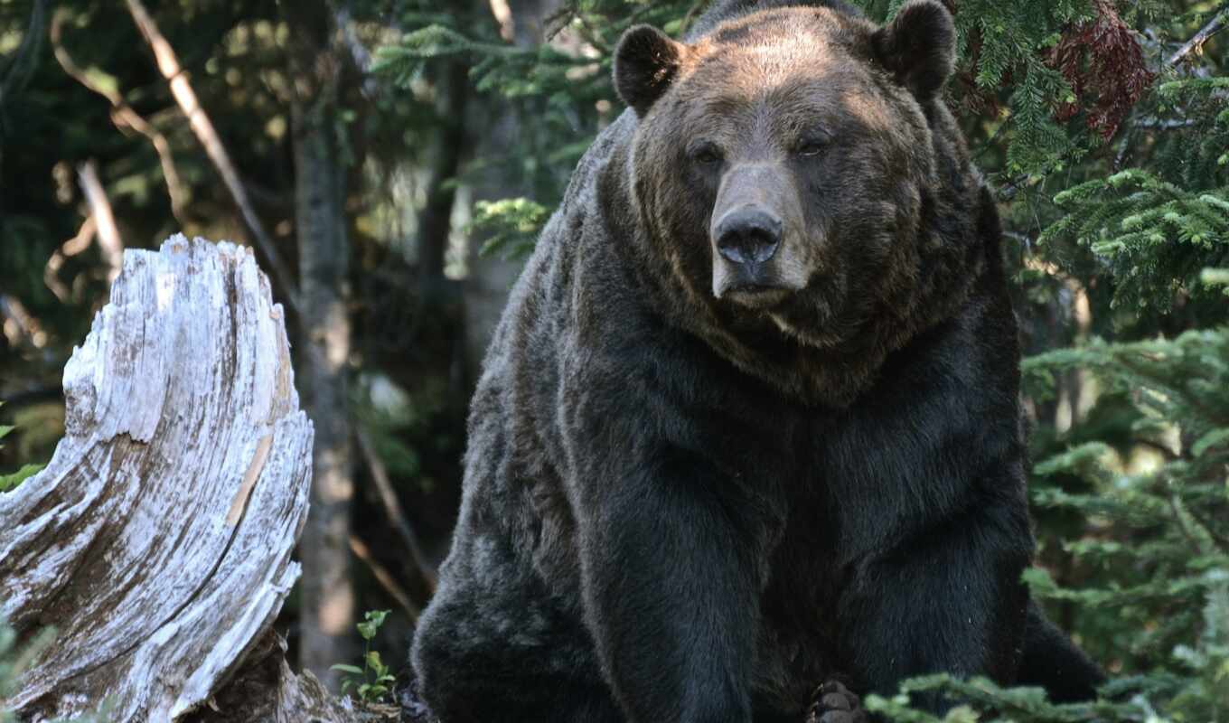 медведь, grizzly