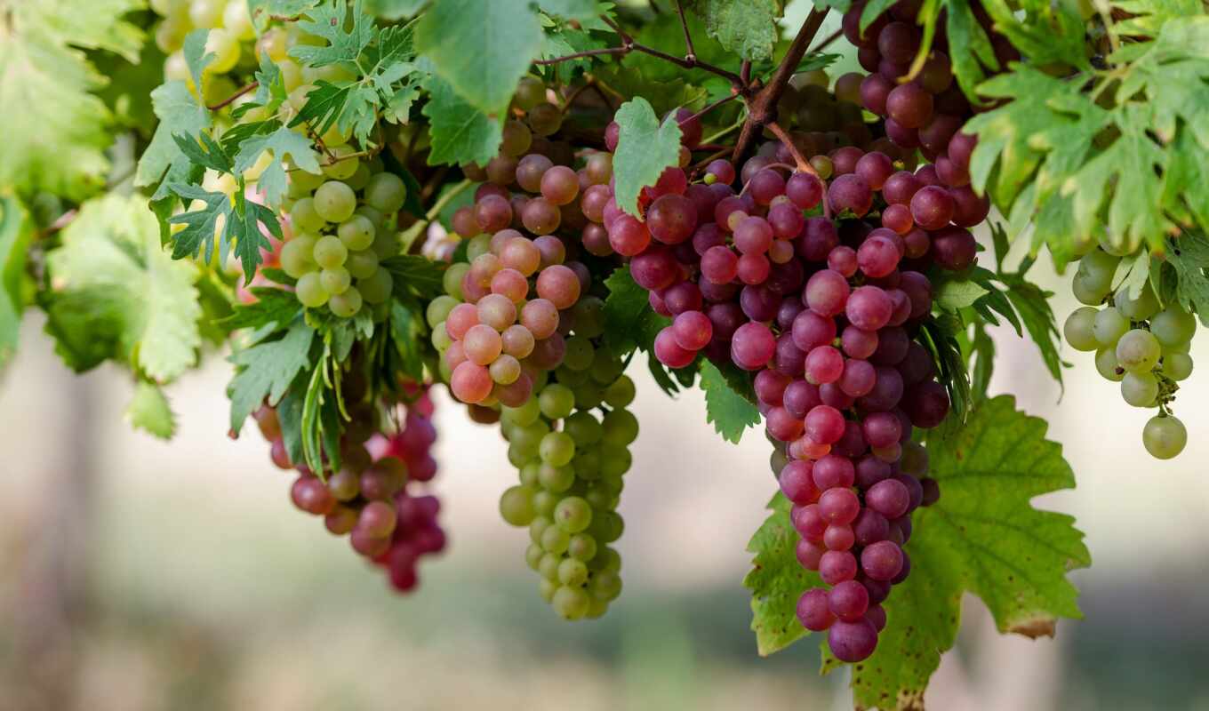 Spain, grape, variety, leaves