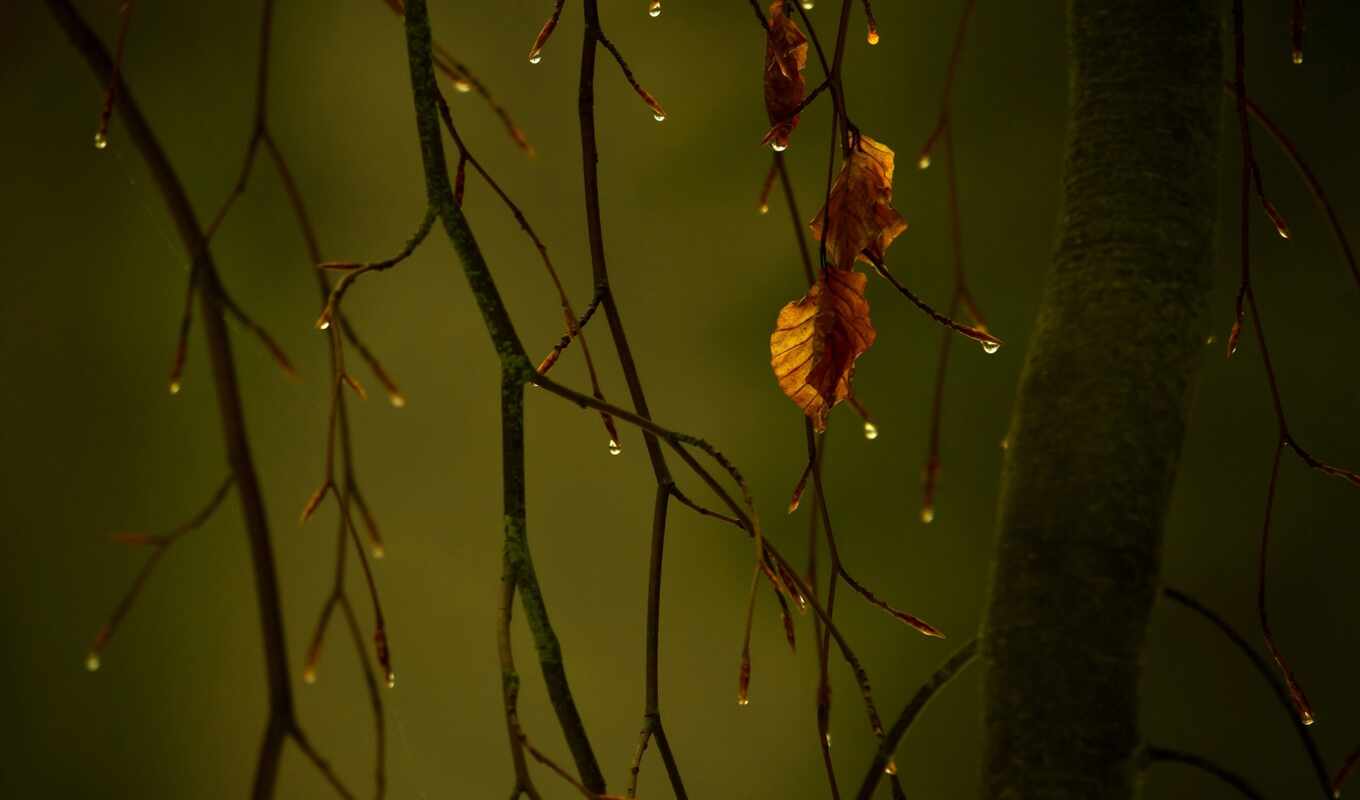 природа, drop, лист, дерево, осень, грустный, листва, branch, баз, makryi