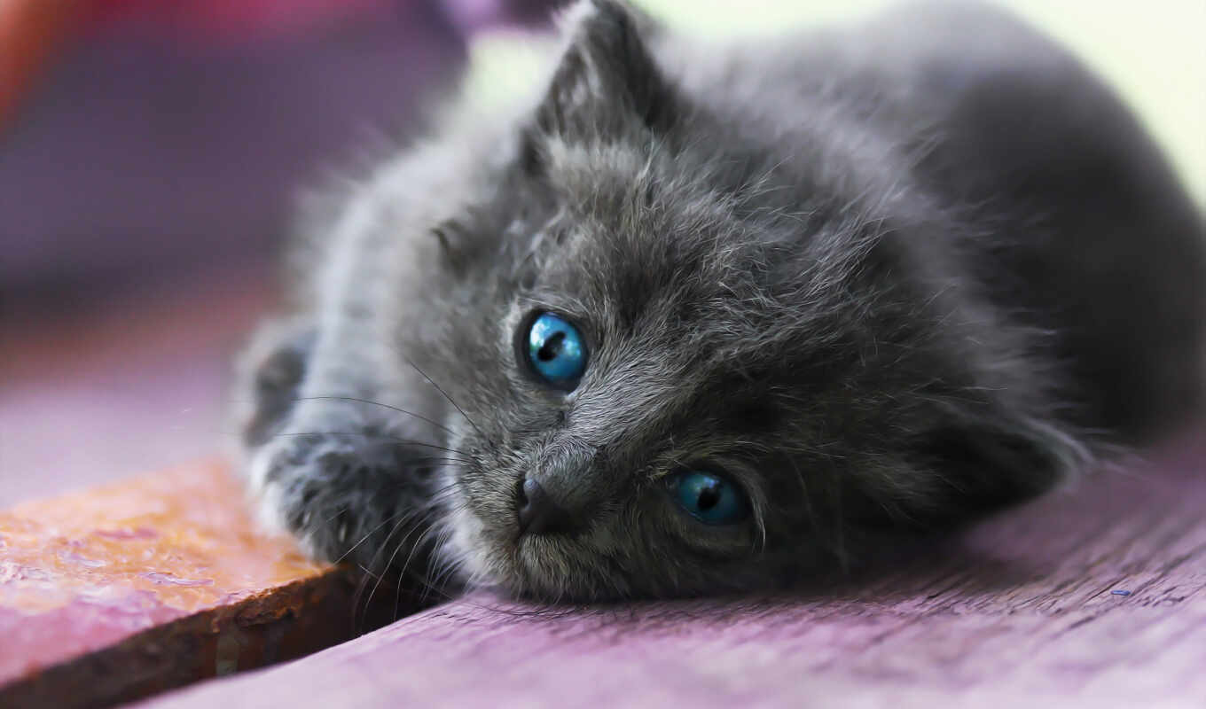 gray, cat, subject matter, kitty, with, small, gatto, carino, azzurr, glus