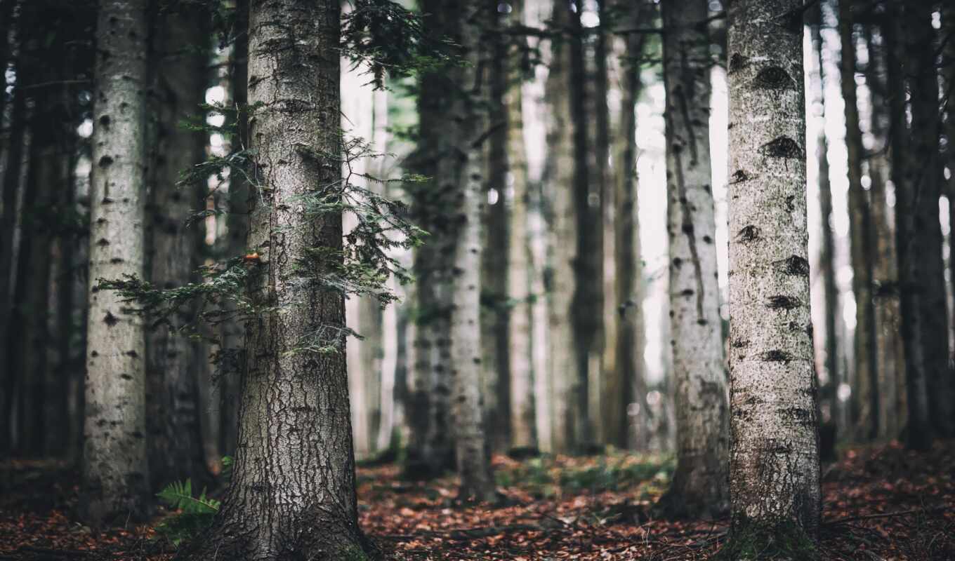 дерево, лес, ствол, oir