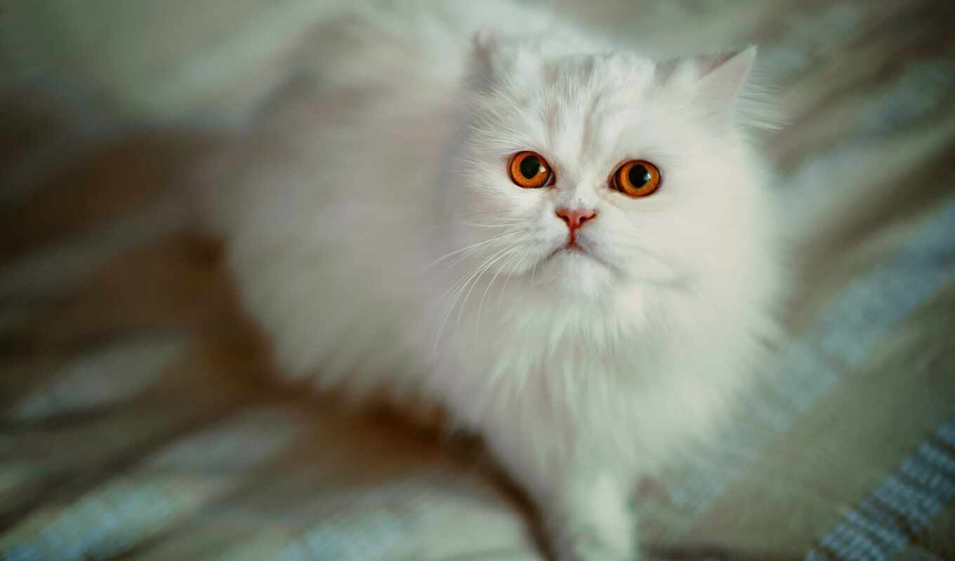 white, кот, persian, oir