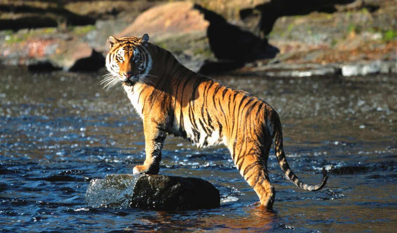 cat, tiger, animal, park, national, bengali