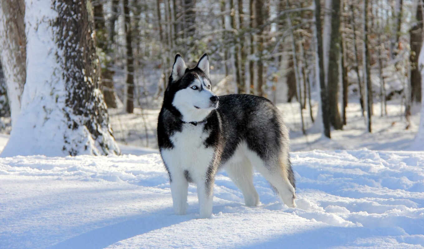 snow, winter, group, dog, sport, husky, work, siberian, chihuahua, corgi, wallpapermaniac