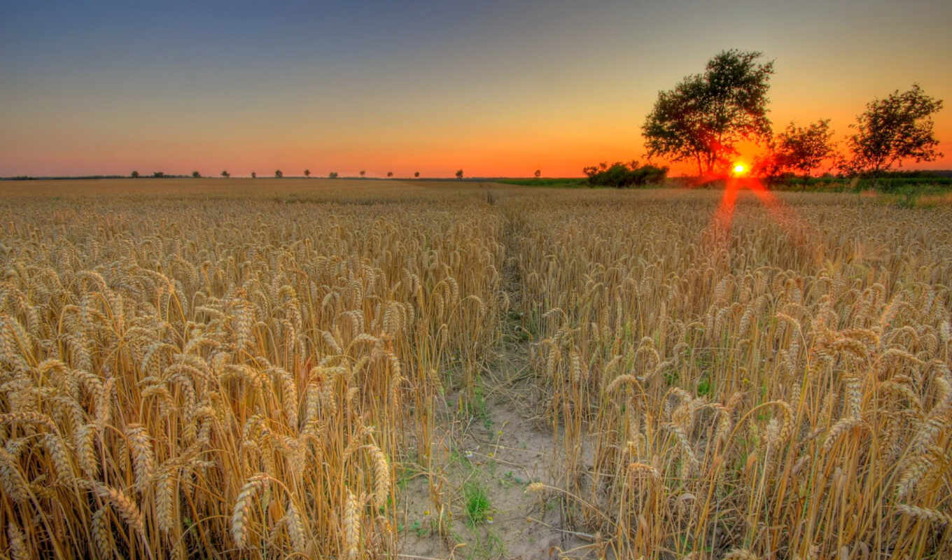 sun, закат, поле, пшеницы, пшеница