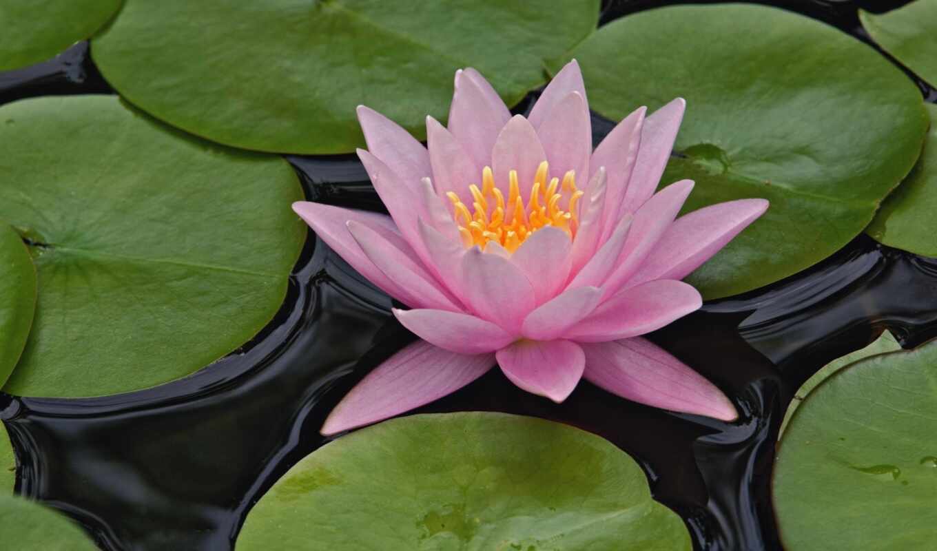 flowers, water, pink, foliage, lotus, lily, pink, water, water lily