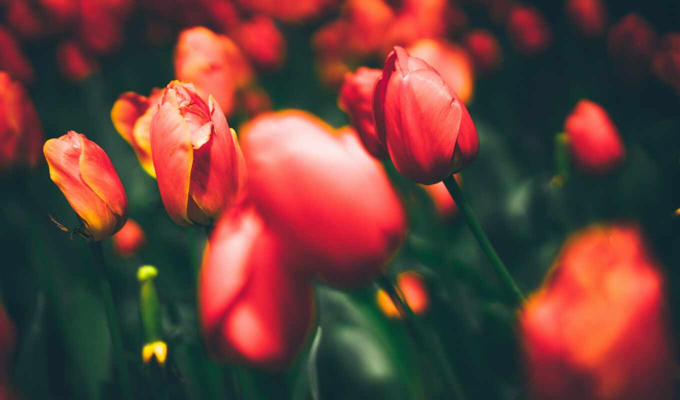 цветы, iphone, ipad, red, красивые, весна