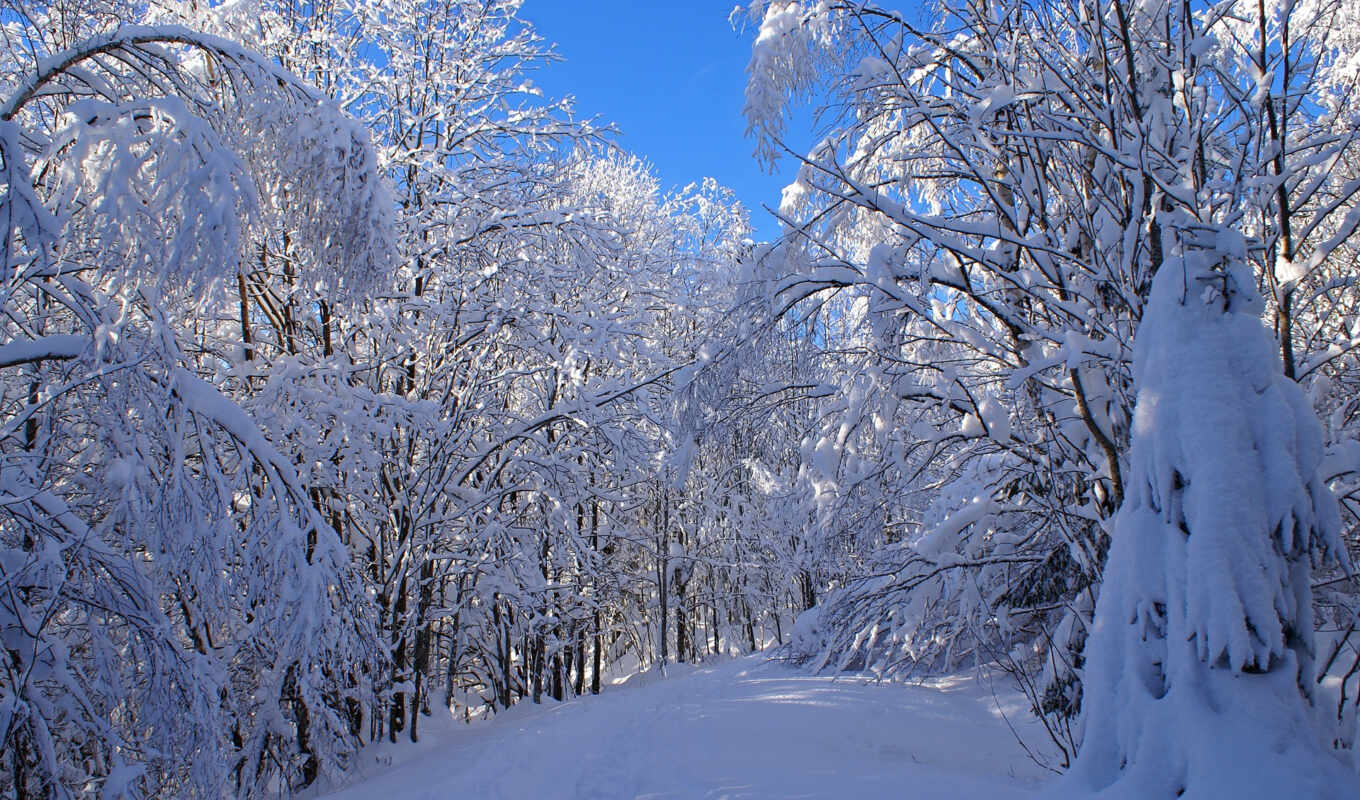 природа, desktop, снег, лес, snowy, explore