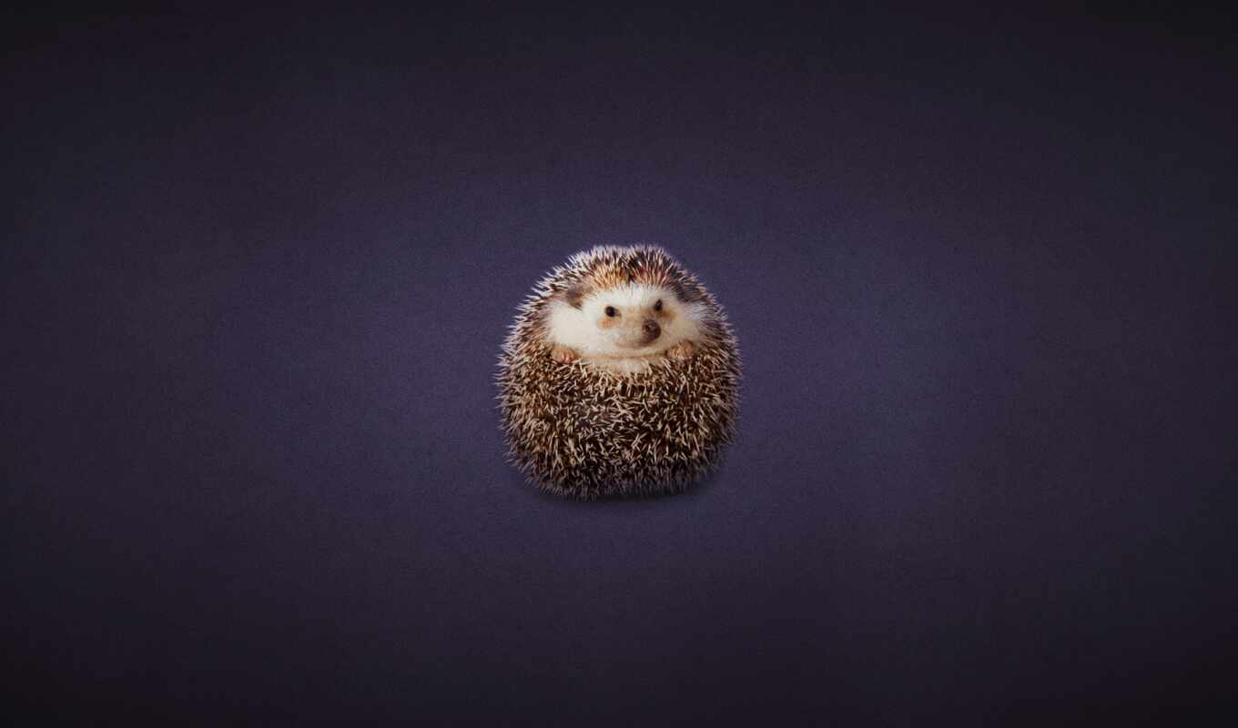 hedgehog, wikipedia, domestic