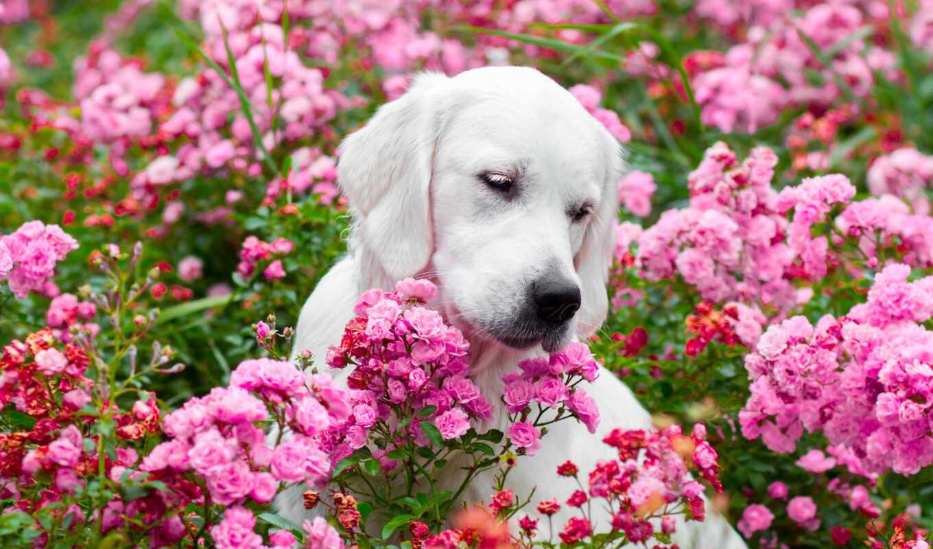 flowers, white, free, picture, dog, puppy, pink, kitty, Labrador, small, fonwall