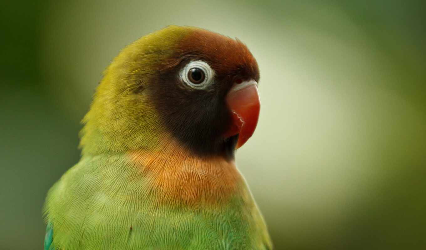 love, bird, a parrot, funny
