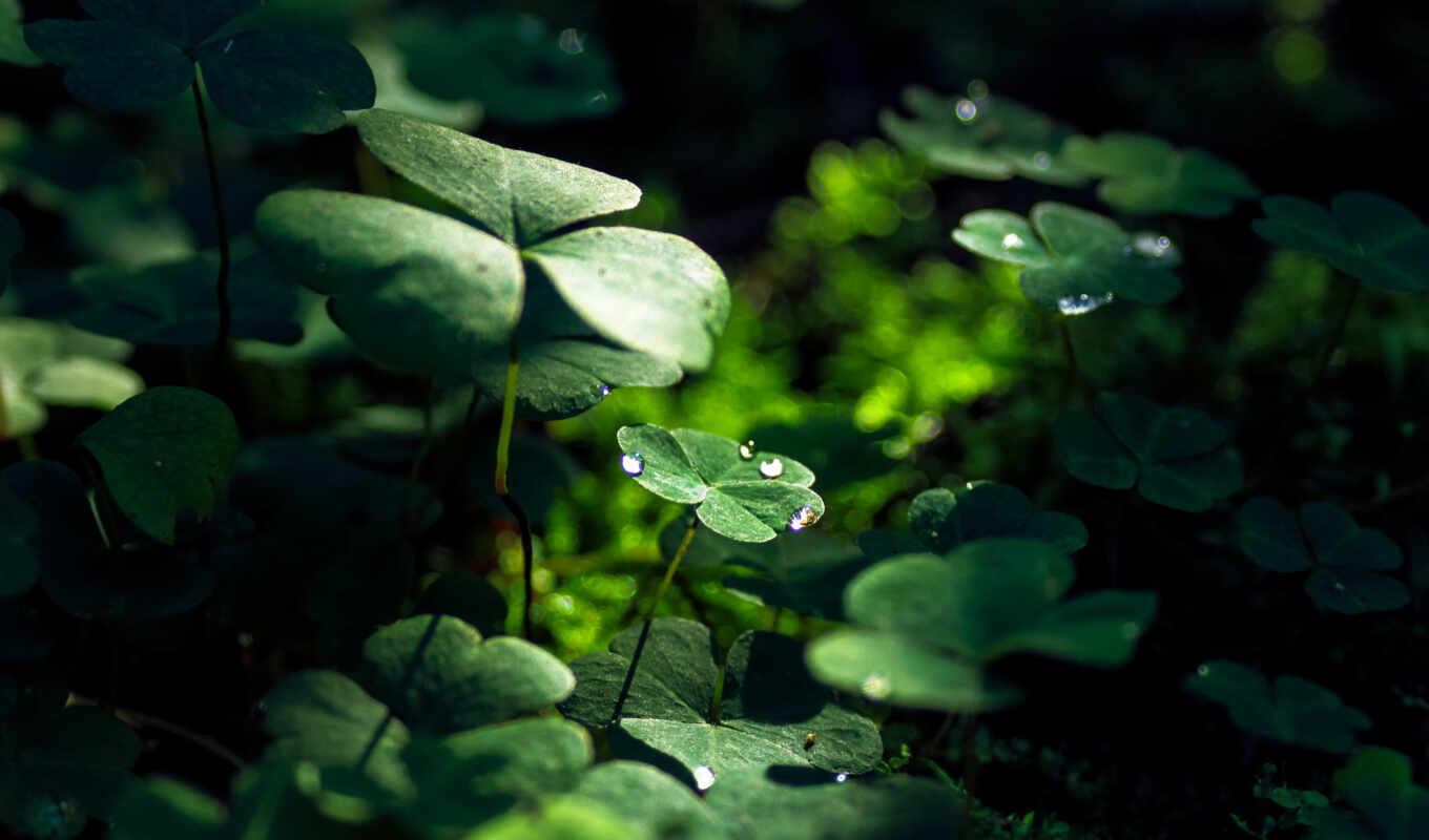 природа, фото, drop, фон, зелёный, трава, water, leaf