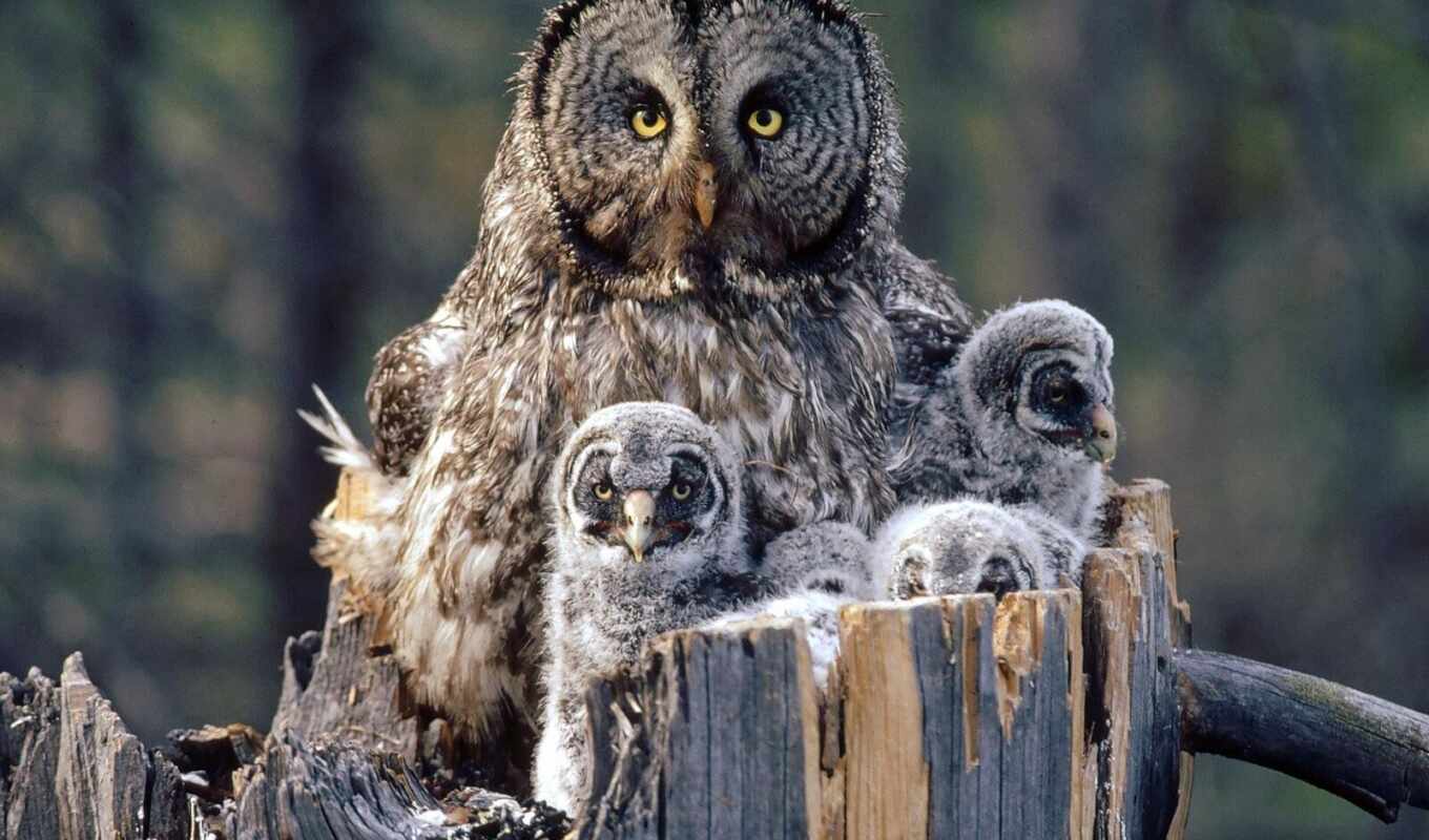 owl, bird, animal, baby, family