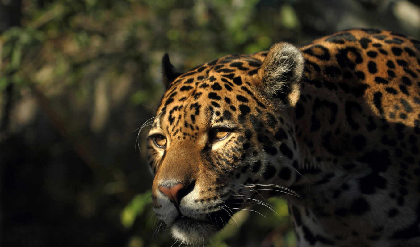 desktop, взгляд, кот, смотреть, хищник, wild, jaguar